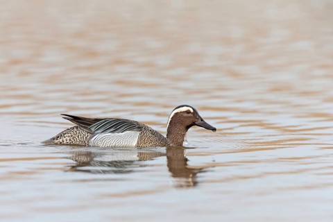 Garganey, Anas querquedula, Sarcelle d'été, Cerceta Carretona, Lake Neusiedl, Burgenland, Austria