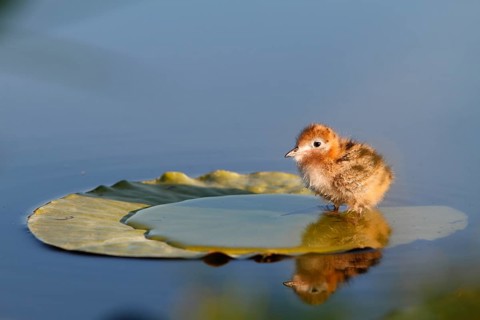 Black Tern (Chlidonias niger) chick, Mecklenburg-Western Pomerania, Germany