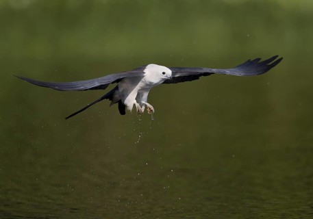 Swallow-tailed Kite (Elanoides forficatus) flying, Florida, USA