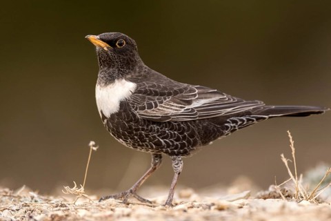 Ring Ouzel (Turdus torquatus) male, Aragon, Spain