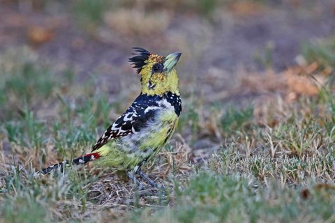 Crested Barbet (Trachyphonus vaillantii), North-West District, Botswana