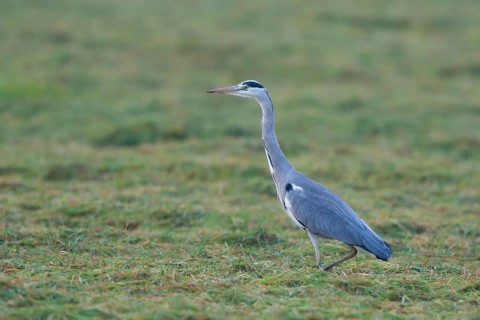 Grey Heron (Ardea cinerea) foraging, North Rhine-Westphalia, Germany
