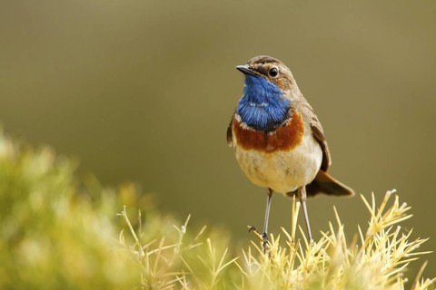 Bluethroat (Luscinia svecica cyanecula) male, Avila, Spain