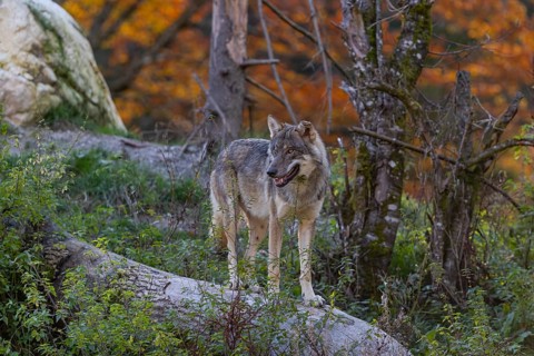 One eurasian gray wolf (Canis lupus lupus) standing on a log on a small hill with a bright and