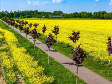 The avenue cycle path between Xanten and Marienbaum, Kalkar, on the Lower Rhine, former railway