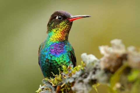 Red glossy shiny bird. Fiery-throated Hummingbird, Panterpe insignis, colour bird sitting on larch