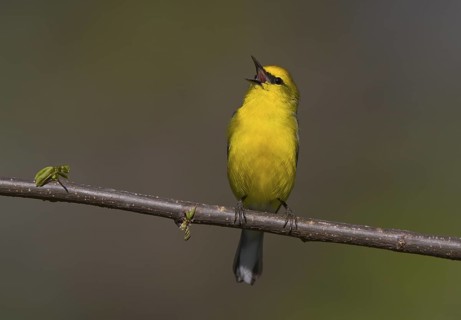 Blue-winged Warbler - male