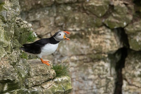 Atlantic puffin (Fratercula arctica) adult auk seabird bird calling on a cliff ledge in summer,