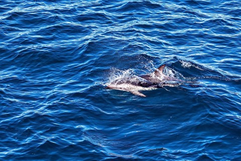Dolphin jumping through the waves in the blue sea, The Clymene dolphin (Stenella clymene) near