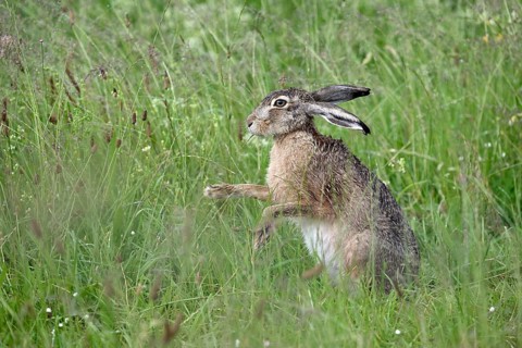 Male hare (Lepus europaeus) in a meadow, Lower Rhine, North Rhine-Westphalia, Germany