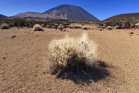 El Teide National Park, behind it the Pico del Teide, 3715m, World Heritage Site, Tenerife, Canary