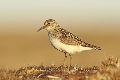 Baird's Sandpiper (Calidris bairdii) male, Alaska, USA