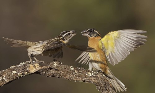 Black-headed Grosbeak (Pheucticus melanocephalus) pair, Arizona, USA