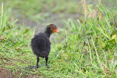 Eurasian Coot, Coot Rail, (Fulica atra), chick in the shore vegetation, Dümmer, Lake Dümmer,