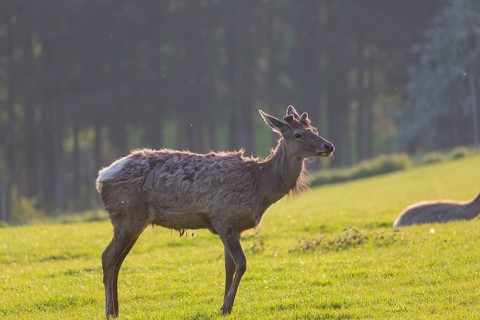 Altai maral, Altai wapiti or Altai elk, standing on meadow in backlight. Springtime with fresh