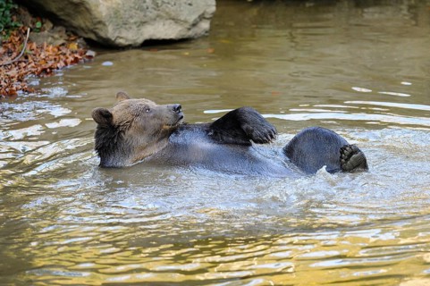 Bear lying relaxed in the river water, surrounded by nature, Eurasian brown bear (Ursus arctos