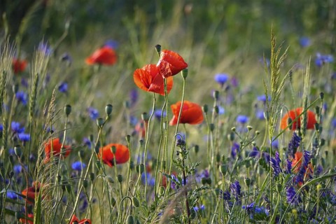 Picturesque beautiful poppies, June, Germany
