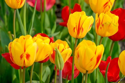 Tulips (Tulpia), North Rhine-Westphalia, Germany