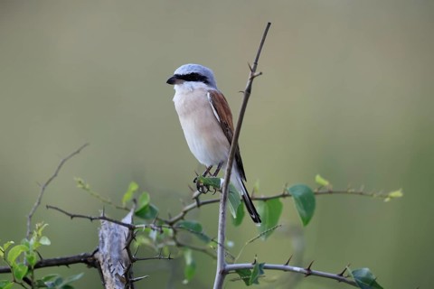 Red-backed Shrike (Lanius collurio), adult, male, perch, migratory bird, in winter, Pilanesberg