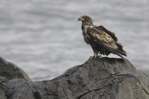 White-tailed Eagle (Haliaeetus albicilla), Lofoten, Norway