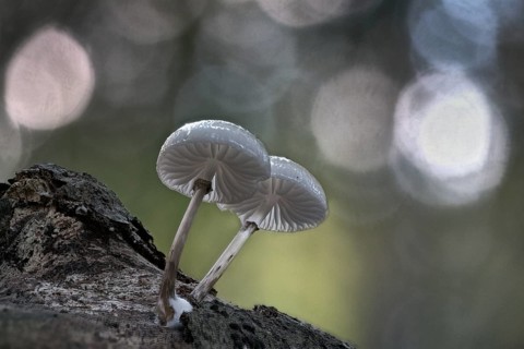 Porcelain fungi (Oudemansiella mucida), Emsland, Lower Saxony, Germany