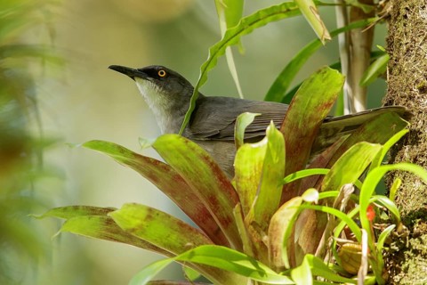 Gray Trembler (Cinclocerthia gutturalis) perched on a branch on the Caribbean Island of Martinique