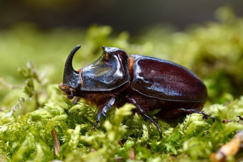 Rhinoceros beetle (Oryctes nasicornis), male, Oberhausen, Ruhr area, North Rhine-Westphalia,