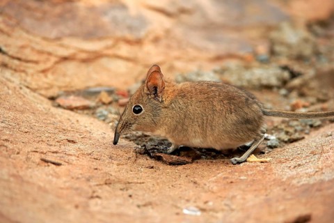 Short-eared elephant shrew, (Macroscelides probosideus), adult, foraging, Mountain Zebra National