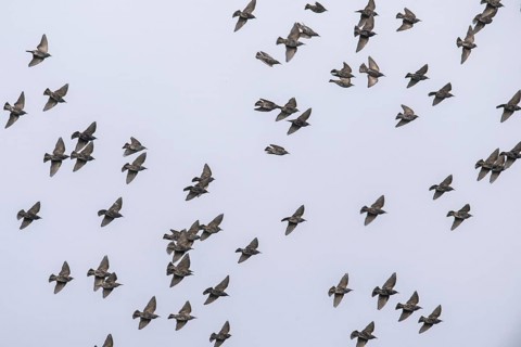 Starlings (Sturnus vulgaris), flying, Emsland, Lower Saxony, Germany