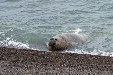 Southern elephant seal (Mirounga leonina), male, coming out of the surf on a pebble beach, Valdés