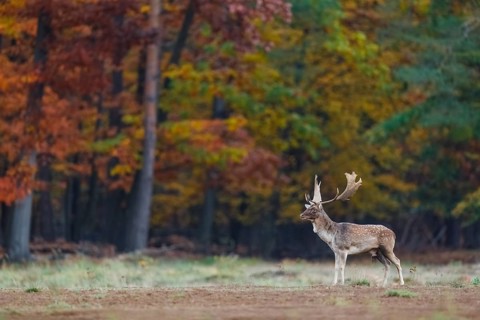 Damhirsch, Dama dama Fallow Deer, Dama dama