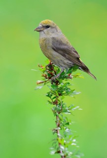 Red Crossbill (Loxia curvirostra) - Victoria BC, Canada