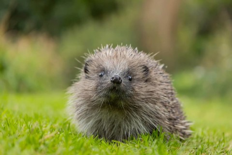 European hedgehog (Erinaceus europaeus) adult animal on a garden grass lawn, Suffolk, England,