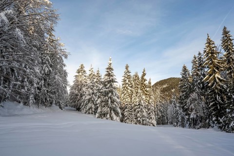 Snow-covered trees in a forest in winter, Estergebirge, Bavarian Prealps, Bavaria Germany