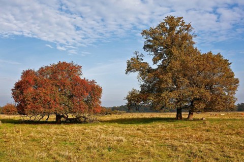 Oak with wild fruit tree in autumnal colours in a meadow, autumn atmosphere in the biosphere