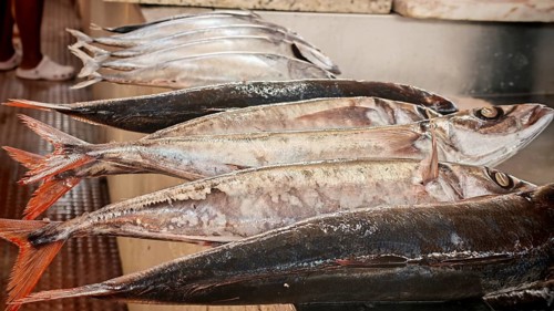 Close-up, Silver fish with red tail fins, mackerel (scomber scombrus), lying on a sales area at the