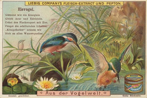 Picture series From the world of birds, kingfisher, Liebig picture, digitally restored reproduction