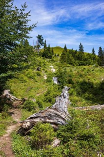 Hiking trail to the summit of the Taborberg, Lammertal, Osterhorn group, Salzkammergut, Salzburg