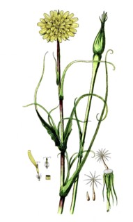 Tragopogon pratense, meadow hickory, digital reproduction of a historical model, between 1790 and