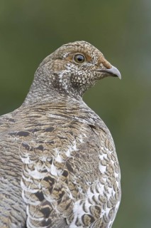 Sooty Grouse (Dendragapus fuliginosus) female, British Columbia, Canada