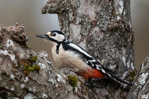 Great Spotted Woodpecker (Dendrocopos major) female, Smaland, Sweden