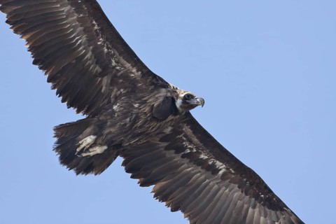 Cinereous Vulture (Aegypius monachus) flying, Mallorca, Spain