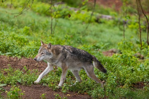 One adult eurasian gray wolf (Canis lupus lupus) walking through the green undergrowth at a forest