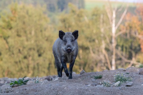 One adult wild boar or wild pig (Sus scrofa) walking over an opening with a forest in first