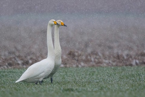 Whooper Swan (Cygnus cygnus) pair, North Rhine-Westphalia, Germany