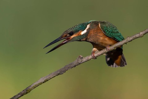 Common Kingfisher (Alcedo atthis) juvenile, Saxony, Germany