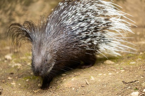 Old World porcupines (Hystrix cristata), Germany