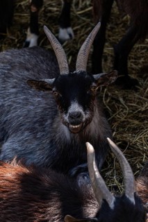 A black goat with pronounced horns rests on a bed of straw, surrounded by other goats. Its curious