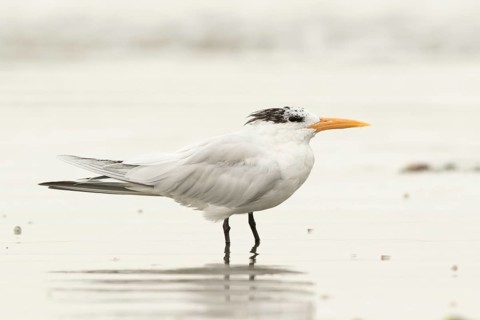 Lesser Crested Tern (Thalasseus bengalensis), Gambia