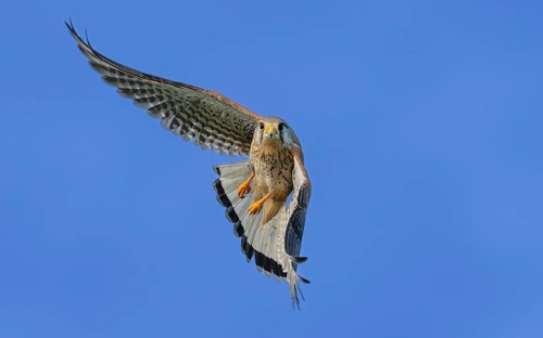 Turmfalke (Falco tinnunculus)